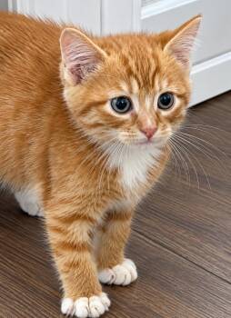 Ravioli -  Domestic Short Hair Cat for Adoption in Fort Worth, Texas - Ravioli | PetCurious