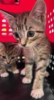 A137879 -  Domestic Short Hair Cat for Adoption in Palmetto, Florida - A137879 | PetCurious