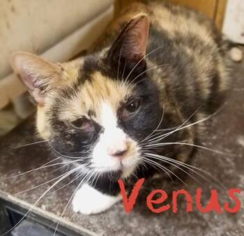 Rescue Calico Cats for Adoption in Morganton, North Carolina - Venus | PetCurious