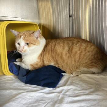 Big Yellow (Protein) -  Domestic Short Hair Cat for Adoption in Manhattan, Kansas - Big Yellow (Protein) | PetCurious
