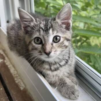 Rescue Tabby Cats for Adoption in Bethel, Connecticut - Dakota | PetCurious