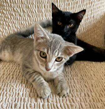 Ellie & Mitsu -  Domestic Short Hair and Tabby Cat for Adoption in The Dalles, Oregon - Ellie & Mitsu | PetCurious