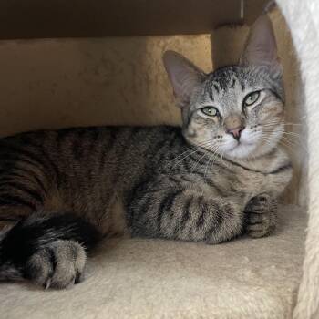 Tom -  Domestic Short Hair Cat for Adoption in Laredo, Texas - Tom | PetCurious