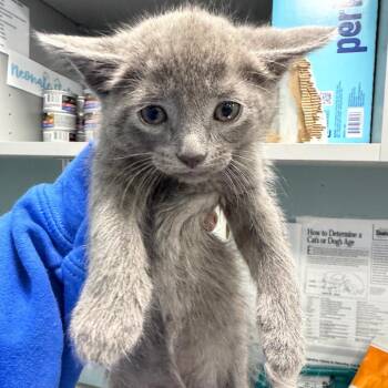 Lanternfish / Lex -  Domestic Short Hair Cat for Adoption in Greensboro, North Carolina - Lanternfish / Lex | PetCurious