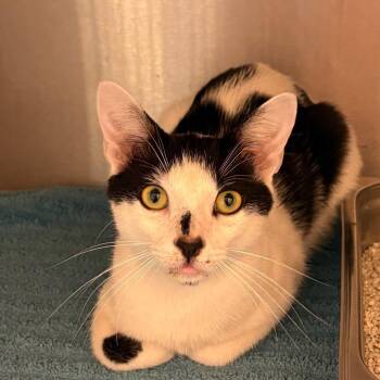 Roger -  Domestic Short Hair Cat for Adoption in Englewood, Florida - Roger | PetCurious