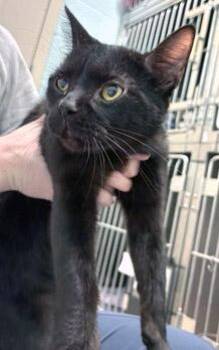 Bagheera -  Domestic Short Hair Cat for Adoption in Fishers, Indiana - Bagheera | PetCurious