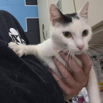 Domestic Short Hair Cats Available for Adoption in Ardmore, Oklahoma - Bindi | PetCurious