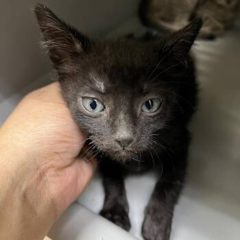 Frog -  Domestic Short Hair Cat for Adoption in Galveston, Texas - Frog | PetCurious