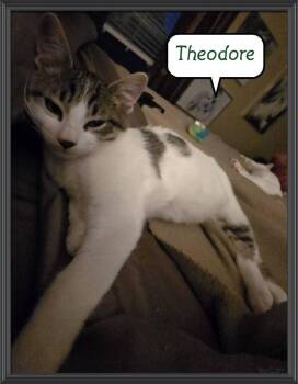 Domestic Short Hair Cats Available for Adoption in Miami, Oklahoma - Theodore | PetCurious