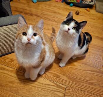 Domestic Short Hair Cats Available for Adoption - Snickerpuff And Snugglefloof (bonded Pair) | PetCurious