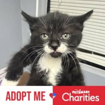 Opossum -  Domestic Short Hair Cat for Adoption in Falls Church, Virginia - Opossum | PetCurious