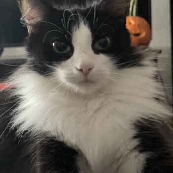 Cirrus -  Domestic Short Hair Cat for Adoption in Saint Charles, Missouri - Cirrus | PetCurious