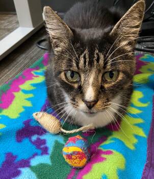 Rescue Domestic Short Hair Cats for Adoption in Springfield, Oregon - Bootsie | PetCurious