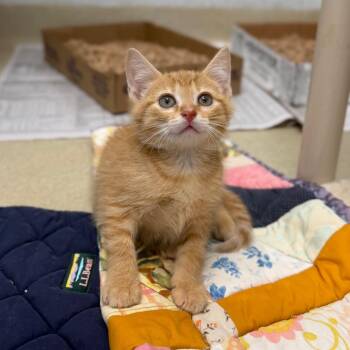 Little Leo -  Domestic Short Hair Cat Available for Adoption in Marshall, Virginia - Little Leo | PetCurious