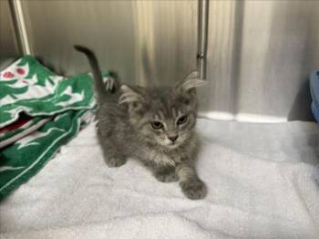 ZUZU -  Domestic Short Hair Cat for Adoption in Santa Fe, New Mexico - ZUZU | PetCurious