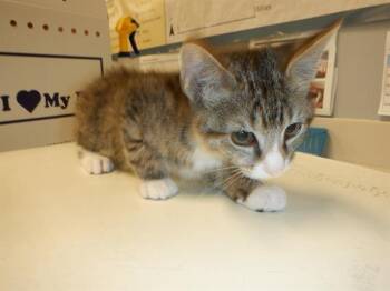 Rescue Domestic Short Hair Cats for Adoption in San Jose, California - A1393526 | PetCurious