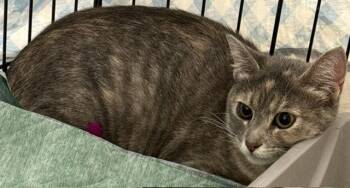 Santana -  Domestic Short Hair Cat for Adoption in Denver, Colorado - Santana | PetCurious
