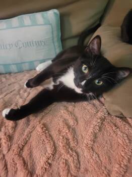 Lucky -  Domestic Short Hair Cat for Adoption in Seattle, Washington - Lucky | PetCurious