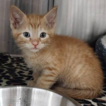 Domestic Short Hair Cats Available for Adoption in Dixon, Illinois - Freddie Jones | PetCurious