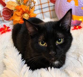 Truffles -  Domestic Medium Hair and Domestic Short Hair Cat for Adoption in Elk Grove Village, Illinois - Truffles | PetCurious
