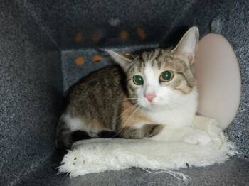 Domestic Short Hair Cats Available for Adoption in San Jose, California - LAVENDER | PetCurious