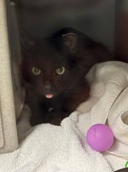 Domestic Long Hair Cats Available for Adoption in Leesburg, Virginia - BLAZE | PetCurious