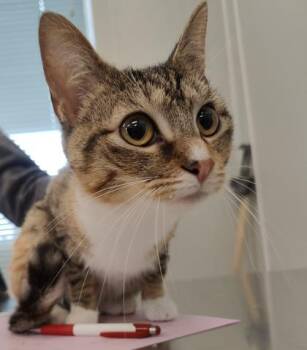 Ashley -  Domestic Short Hair Cat Available for Adoption in Lafayette, Indiana - Ashley | PetCurious