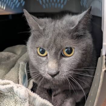 Rescue Domestic Short Hair Cats for Adoption in Fairport, New York - Dewdrop | PetCurious