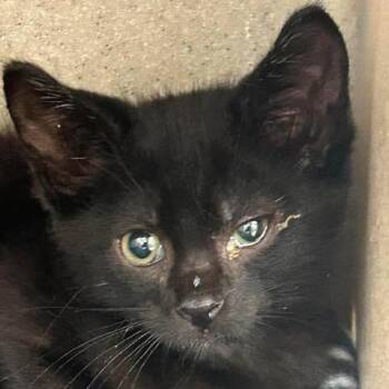 Draco 26-06-149 -  Domestic Short Hair Cat for Adoption in Bastrop, Texas - Draco 26-06-149 | PetCurious