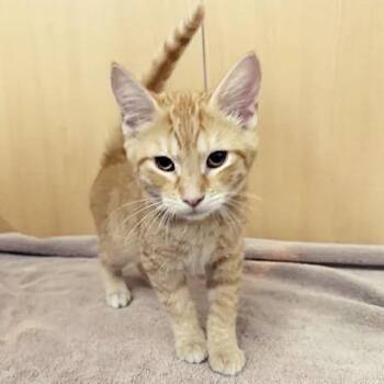 Osage -  Domestic Short Hair Cat for Adoption in Brentwood, Missouri - Osage | PetCurious