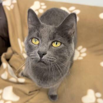 Prism -  Domestic Short Hair Cat for Adoption in Grand Rapids, Michigan - Prism | PetCurious