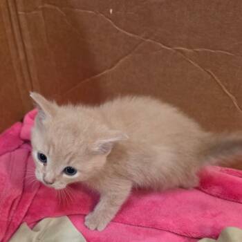 Domestic Short Hair Cats Available for Adoption - Buttercup | PetCurious