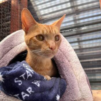 Arnie -  Domestic Short Hair Cat for Adoption in San Pablo, California - Arnie | PetCurious