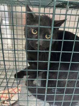 Domestic Short Hair Cats Available for Adoption in Dallas, Texas - ROUGE | PetCurious