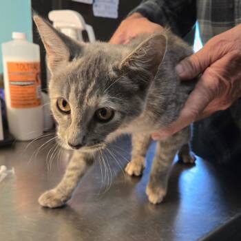 Rescue Domestic Short Hair Cats for Adoption in Graham, Texas - Banshee | PetCurious