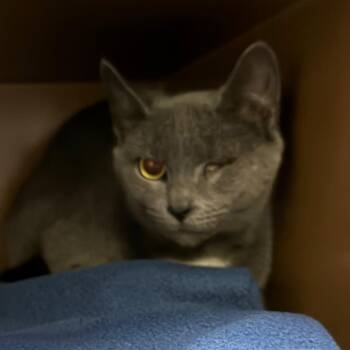 Maureen -  Domestic Short Hair Cat for Adoption in Middlebury, Vermont - Maureen | PetCurious