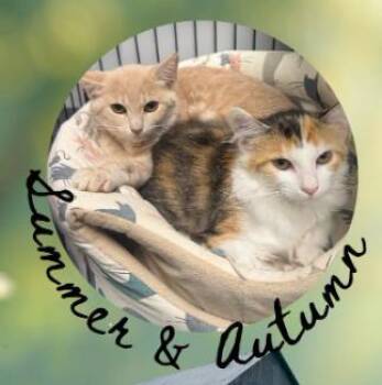 Autumn -  Domestic Short Hair Cat for Adoption in Georgetown, Kentucky - Autumn | PetCurious