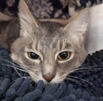 Rescue Domestic Short Hair Cats for Adoption in Cincinnati, Ohio - Jester | PetCurious