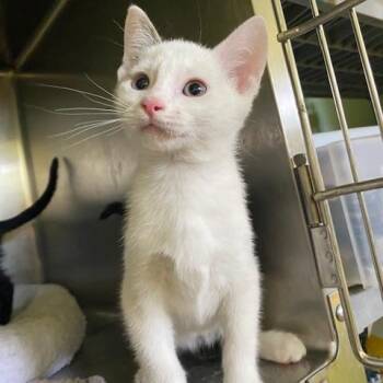 Haddock -  Domestic Short Hair Cat for Adoption in Dayton, Ohio - Haddock | PetCurious