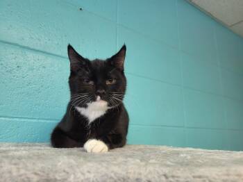 Rescue Domestic Short Hair Cats for Adoption in Chilton, Wisconsin - Daba | PetCurious