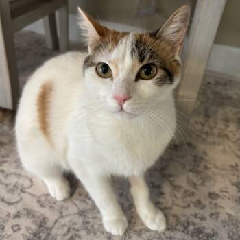 Sophie -  Domestic Short Hair Cat for Adoption in Tavares, Florida - Sophie | PetCurious