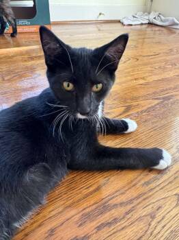 Carl Dean -  Domestic Short Hair Cat for Adoption in Shawnee, Kansas - Carl Dean | PetCurious