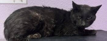 Domestic Medium Hair Cats Available for Adoption in El Paso, Texas - Blackbeard | PetCurious