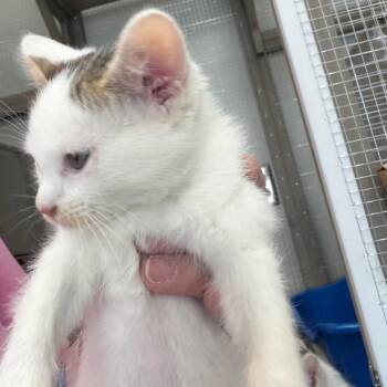 Melody -  Domestic Short Hair Cat Available for Adoption in Carroll, Iowa - Melody | PetCurious