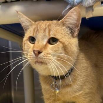 Rescue Domestic Short Hair Cats for Adoption in Lansing, Michigan - Patty | PetCurious