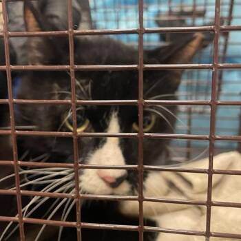 Monito -  Domestic Short Hair Cat for Adoption in Chicago, Illinois - Monito | PetCurious
