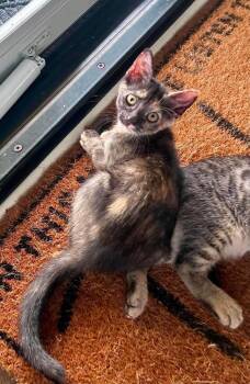 Hannah -  Domestic Short Hair Cat for Adoption in Milton, Delaware - Hannah | PetCurious