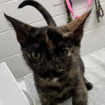 Belle -  Domestic Short Hair Cat for Adoption in Corpus Christi, Texas - Belle | PetCurious