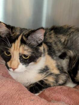 Domestic Medium Hair Cats Available for Adoption in Tucson, Arizona - Flower | PetCurious