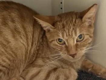 Nugget -  Domestic Short Hair Cat for Adoption in Golden Valley, Minnesota - Nugget | PetCurious